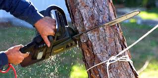 Best Emergency Tree Removal  in Pennington Gap, VA