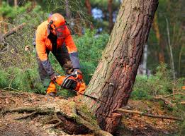 Best Tree and Shrub Care  in Pennington Gap, VA
