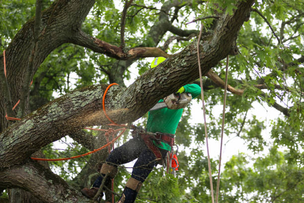 How Our Tree Care Process Works  in  Pennington Gap, VA