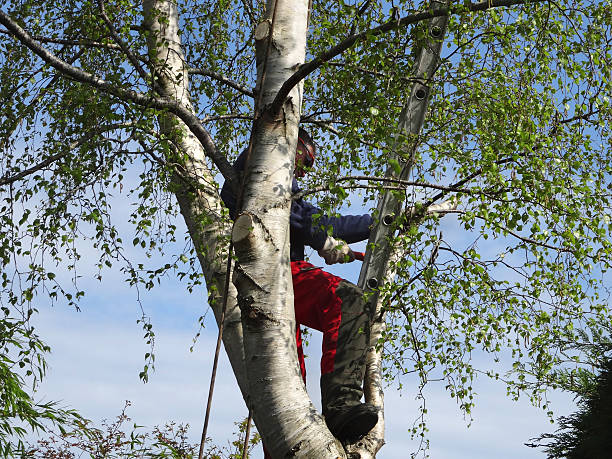 Best Tree Disease Treatment  in Pennington Gap, VA
