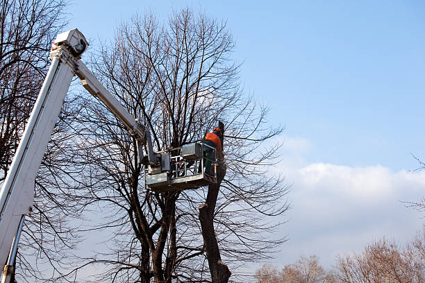 Best Storm Damage Tree Cleanup  in Pennington Gap, VA